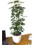Videolu Şeflera Bitkisi (50 80 Cm)1 Adet Saksılı Iç Mekan Bitkisi Schefflera 1