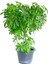 Videolu Şeflera Bitkisi (50 80 Cm)1 Adet Saksılı Iç Mekan Bitkisi Schefflera 4