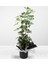 Videolu Şeflera Salon Bitkisi (70 90 Cm)1 Adet Saksılı Iç Mekan Bitkisi Schefflera 1