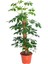 Videolu Şeflera Salon Bitkisi (70 90 Cm)1 Adet Saksılı Iç Mekan Bitkisi Schefflera 4