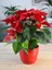 Videolu Atatürk Çiçeği Canlı Yapraklı (30 40 Cm)1 Adet Saksılı Çiçekli Bodur Bitki Poinsettia 2