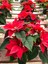 Videolu Atatürk Çiçeği Canlı Yapraklı (30 40 Cm)1 Adet Saksılı Çiçekli Bodur Bitki Poinsettia 3