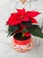 Videolu Atatürk Çiçeği Canlı Yapraklı (30 40 Cm)1 Adet Saksılı Çiçekli Bodur Bitki Poinsettia 4
