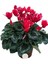 Canlı Sıklamen Kırmızı Rengi Büyük Boy Hediyelik Bitki 1