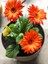 Videolu Bodrum Papatyası Turuncu Renkli (30 35 Cm)1 Adet Saksılı Gazina Bitkisi Osteospermum 1