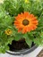 Videolu Bodrum Papatyası Turuncu Renkli (30 35 Cm)1 Adet Saksılı Gazina Bitkisi Osteospermum 3
