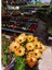 Videolu Bodrum Papatyası Turuncu Renkli (30 35 Cm)1 Adet Saksılı Gazina Bitkisi Osteospermum 4