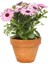 Videolu Bodrum Papatyası Pembe Renkli(20 35 Cm) 1 Adet Saksılı Begonia Semperflorens 1