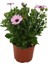 Videolu Bodrum Papatyası Pembe Renkli(20 35 Cm) 1 Adet Saksılı Begonia Semperflorens 2
