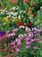 Videolu Bodrum Papatyası Pembe Renkli(20 35 Cm) 1 Adet Saksılı Begonia Semperflorens 4
