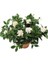 Videolu 1 Adet Mis Kokulu Gardenya Çiçeği Hediyelik 25-40 cm Saksılı Iç Mekan Bitki Gardenia 3