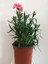 Videolu 6 Renk Kırmızı,beyaz,açık Pembe,koyu Pembe,fuşya,alacalı Karanfil Çiçeği 15-25 cm Tüplü 5