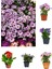 Videolu Bodrum Papatyası 4 Farklı Renkli (20 40 Cm)4 Adet Canlı Bitki Gazania 6