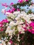 Videolu Çift Renkli Pembe Beyaz Begonvil (40 60 Cm)1 Adet Tüplü Iç/ Dış Mekan Bitki Bougainvillea 1