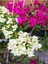 Videolu Çift Renkli Pembe Beyaz Begonvil (40 60 Cm)1 Adet Tüplü Iç/ Dış Mekan Bitki Bougainvillea 2