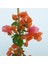 Videolu Turuncu Begonvil ( 90- 110 cm ) 1 Adet Saksılı Çiçekli Bahçe Teras Bitkisi Bougainvillea 4