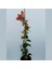 Videolu Turuncu Begonvil ( 90- 110 cm ) 1 Adet Saksılı Çiçekli Bahçe Teras Bitkisi Bougainvillea 1