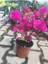 Begonvil Bitkisi Bougainvillea Bahçe Balkon Teras 1