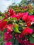 Videolu Göz Alıcı Begonvil (50 80 Cm)1 Adet Saksılı Çiçekli Iç/ Dış Mekan Bitkisi Bougainvillea 5