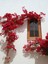 Videolu Göz Alıcı Begonvil (50 80 Cm)1 Adet Saksılı Çiçekli Iç/ Dış Mekan Bitkisi Bougainvillea 1