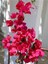 Videolu Kırmızı Çiçekli Begonvil (40 60 Cm)1 Adet Saksılı Çiçekli Bahçe Teras Bitkisi Bougainvillea 3