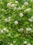 Videolu Kartopu Ağacı Fidanı (40-60 Cm)1 Adet Saksılı Dış Mekan Ağaç Viburnum Tinus Lucidum 1