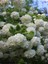 Videolu Kartopu Ağacı Fidanı (40-60 Cm)1 Adet Saksılı Dış Mekan Ağaç Viburnum Tinus Lucidum 3