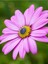 Videolu 1 Adet Pembe Bodrum Papatyası Çiçeği 20-40CM Tüplü Çiçekli Bodur Bitkiler Bodrum Daisy 1