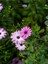 Videolu 1 Adet Pembe Bodrum Papatyası Çiçeği 20-40CM Tüplü Çiçekli Bodur Bitkiler Bodrum Daisy 2