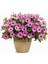 Videolu 1 Adet Pembe Bodrum Papatyası Çiçeği 20-40CM Tüplü Çiçekli Bodur Bitkiler Bodrum Daisy 3