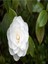 Videolu 3'lü Beyaz Kamelya Çiçeği Fidanı 30-60 cm Tüplü Çiçekli Bodur Bitkiler Camellia Flower 1