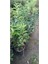 Videolu Kartopu Ağacı Fidanı (40-60 Cm)1 Adet Saksılı Dış Mekan Ağaç Viburnum Tinus Lucidum 5