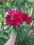 Videolu Zakkum Çiçeği Çok Yıllık (50 60 Cm)1 Adet Saksılı/tüplü Dış Mekan Bitkisi Nerium Oleander 1