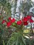 Videolu Zakkum Çiçeği Çok Yıllık (50 60 Cm)1 Adet Saksılı/tüplü Dış Mekan Bitkisi Nerium Oleander 2