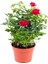 Bitkim Sende Videolu Kokulu Kırmızı Gül 1 Adet Saksılı (50-70CM) Aşılı Gül (Red Rose) 1