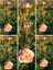 Videolu Yediveren Somon Rengi Kokulu (50 80 Cm) Saksılı Aşılı Gül User Salmon Pink Rose 1