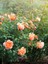 Videolu Yediveren Somon Rengi Kokulu (50 80 Cm) Saksılı Aşılı Gül User Salmon Pink Rose 3