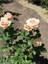 Videolu Yediveren Somon Rengi Kokulu (50 80 Cm) Saksılı Aşılı Gül User Salmon Pink Rose 4