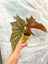 Videolu 1 Adet Mini Çilli Begonya Çiçeği 5-15 cm Saksılı Çiçekli Bodur Bitkiler Begonia 1