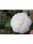 Videolu 3'lü Beyaz Kamelya Çiçeği Fidanı 30-60 cm Tüplü Çiçekli Bodur Bitkiler Camellia Flower 4