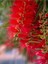 Videolu Fırça Çalısı Fidanı (50 70 Cm)1 Adet Saksılı Dış Mekan Ağaç Callistemon Leavis 2