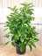 Videolu Çit Bitkisi Kartopu (15 25 Cm)1 Adet Saksılı Dış Mekan Bitkisi Viburnum Lucidum 4