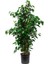 Ficus Benjamin Salon Bitkisi 60-100CM 1