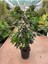 Ficus Benjamin Salon Bitkisi 60-100CM 3