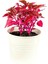 Iresine Herbstii - Çingene Şalvarı Bitkisi Büyük Saksılı 40-50 cm 3