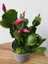 Schlumbergera Purple-Kaktüs-Yılbaşı Çiçeği 1