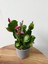 Schlumbergera Purple-Kaktüs-Yılbaşı Çiçeği 2