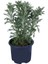 Sarı Papatya - Sarı Çalı Papatyası (Euryops Pectinatus) Saksı'da 1