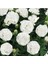 Videolu Beyaz Karanfil (15-30 Cm) 1 Adet Saksılı Çiçekli Bodur Bitki Dianthus Caryophyllus 3