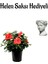 Kadınlar Gününe Özel Kırmızı Renk Japon Gülü(Hibiscus Rosa) Helen Saksı Hediyeli 1